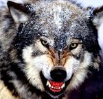 Права на товарный знак: «тамбовский волк» – под охраной
